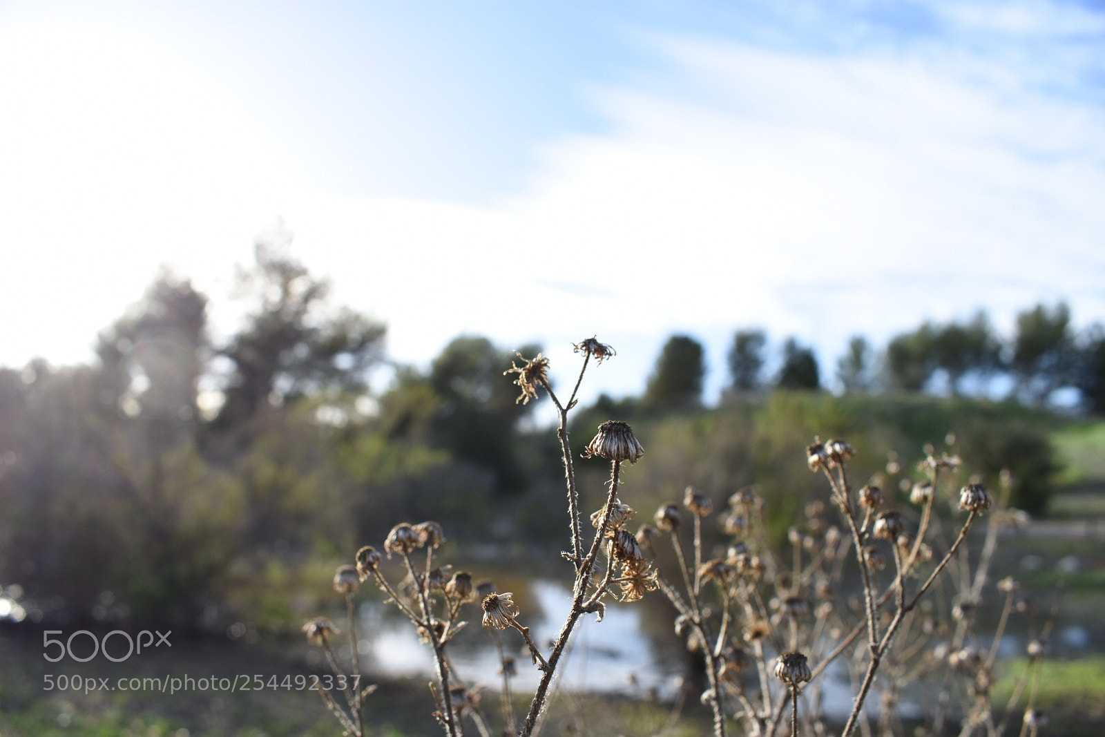 Nikon D7200 sample photo. Sunday morning photography