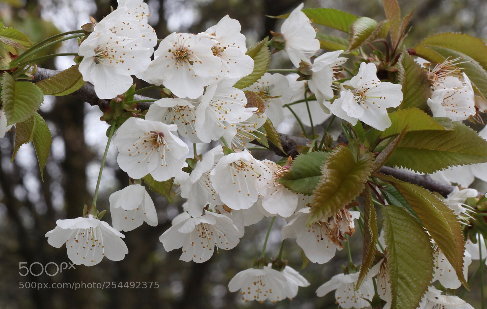 Canon EOS 5D Mark II sample photo. Untitled photography