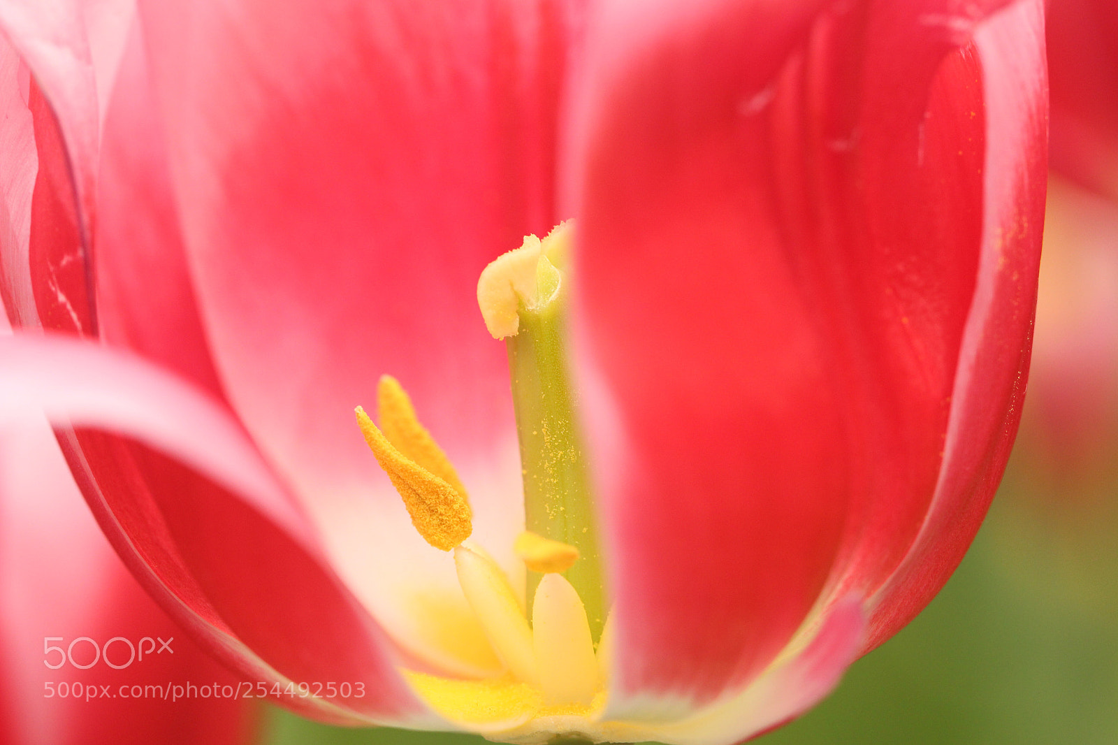 Canon EOS 100D (EOS Rebel SL1 / EOS Kiss X7) sample photo. Pretty in pink  photography