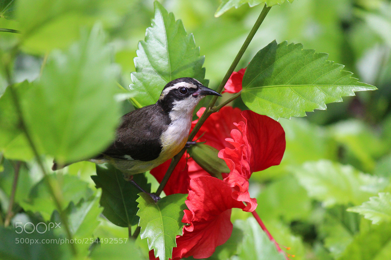 Canon EOS 650D (EOS Rebel T4i / EOS Kiss X6i) sample photo. Cozumel mexico nature photography  photography