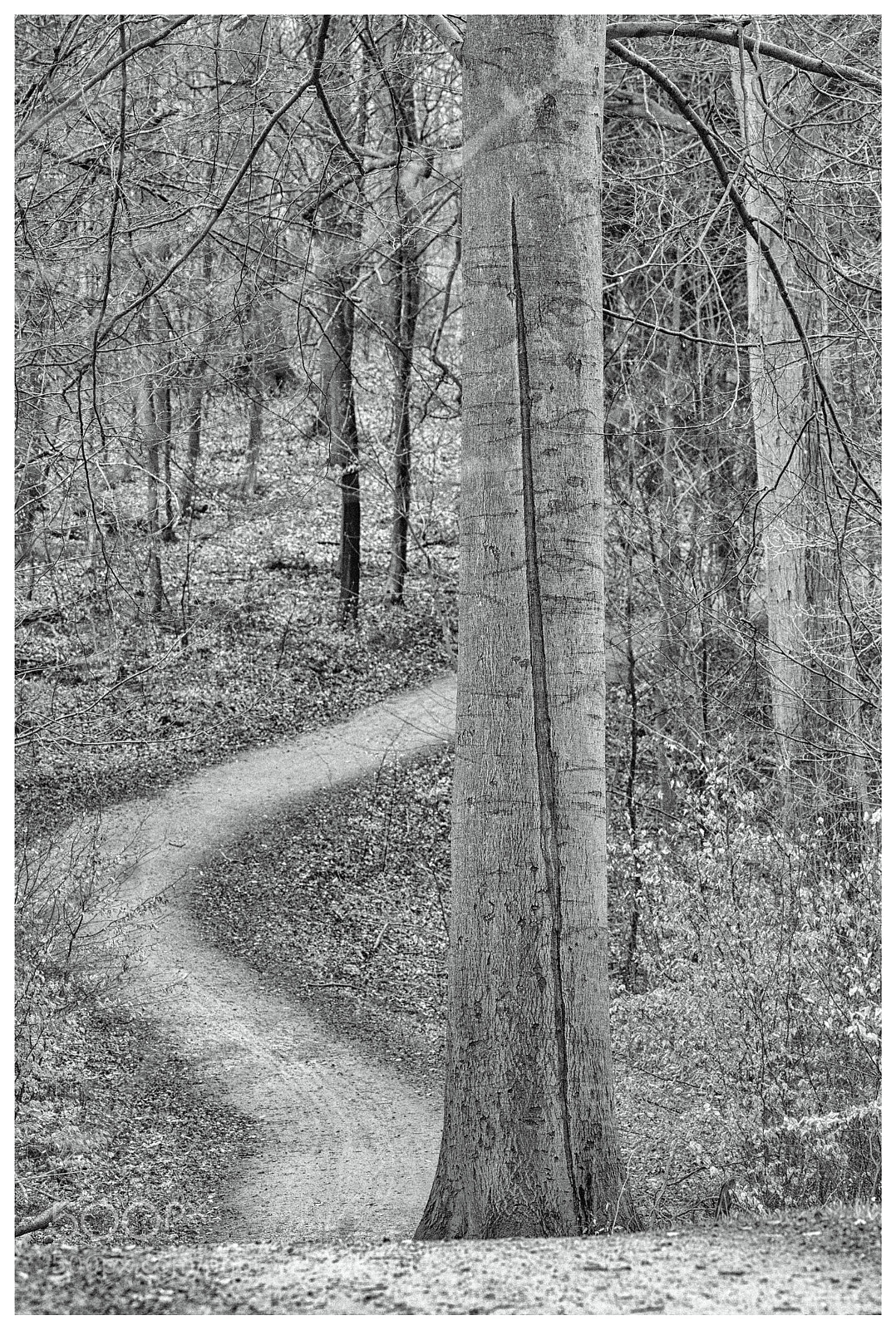Nikon D500 sample photo. Follow the path photography