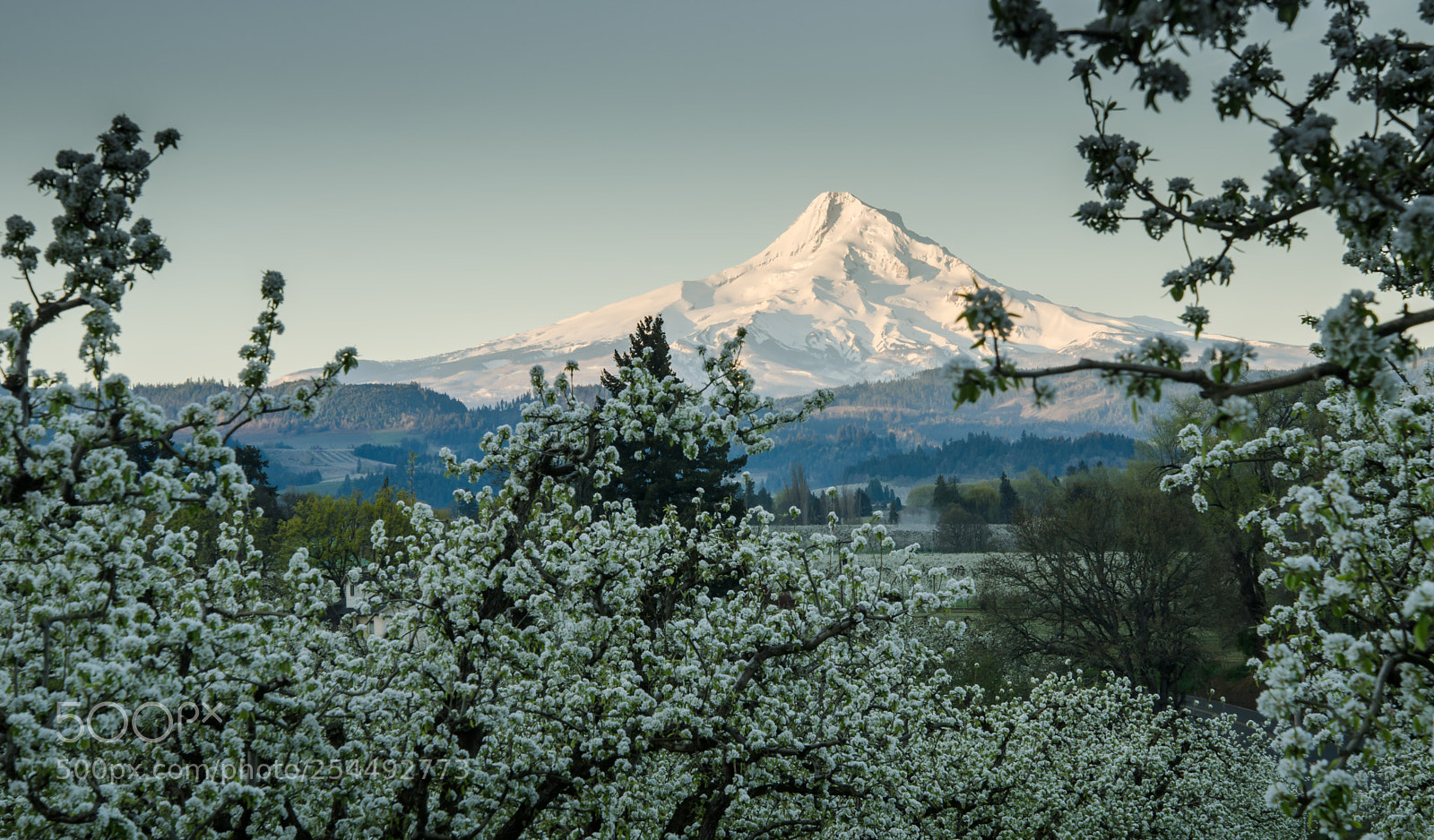 Nikon D7000 sample photo. Mt hood in the photography