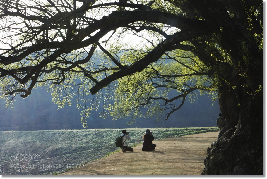 Canon EF 24-70mm F2.8L USM sample photo. Spring photography
