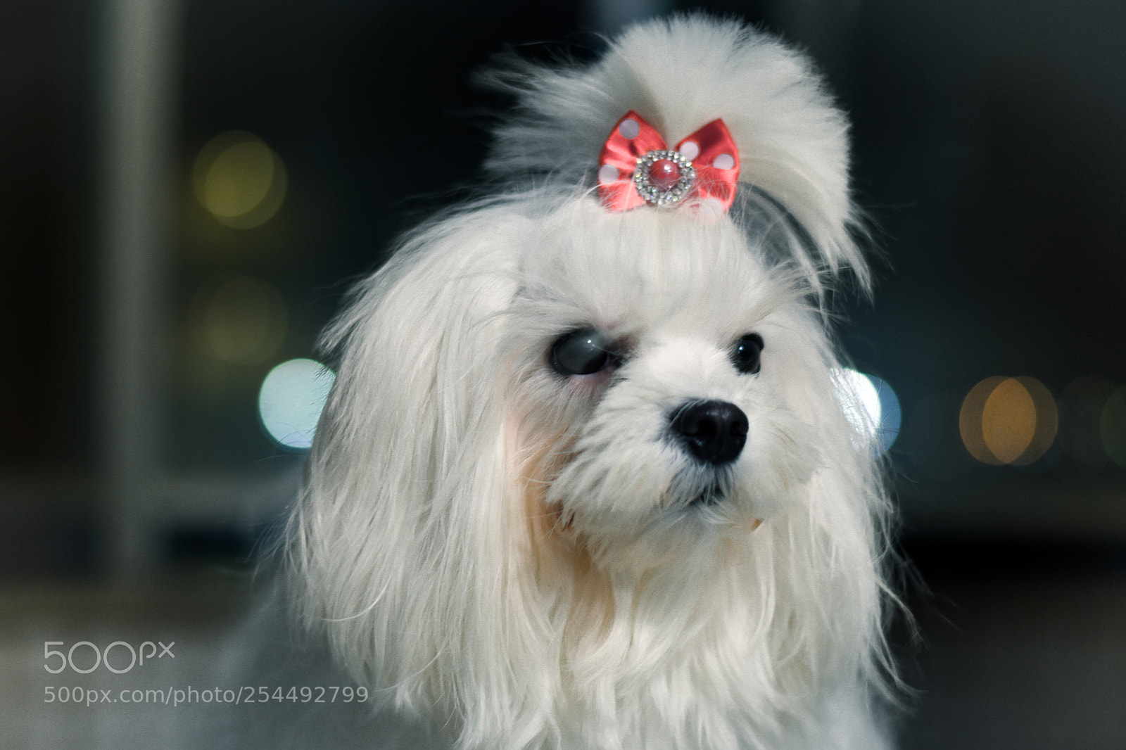 Nikon D5600 sample photo. White dog photography