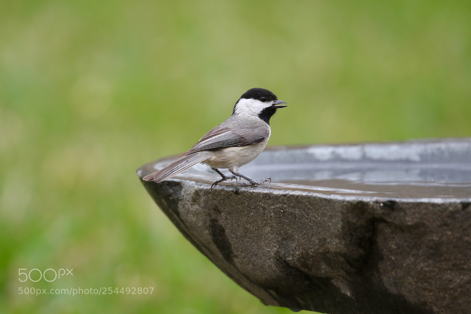 Canon EOS 7D Mark II sample photo. Chickadee.....! photography