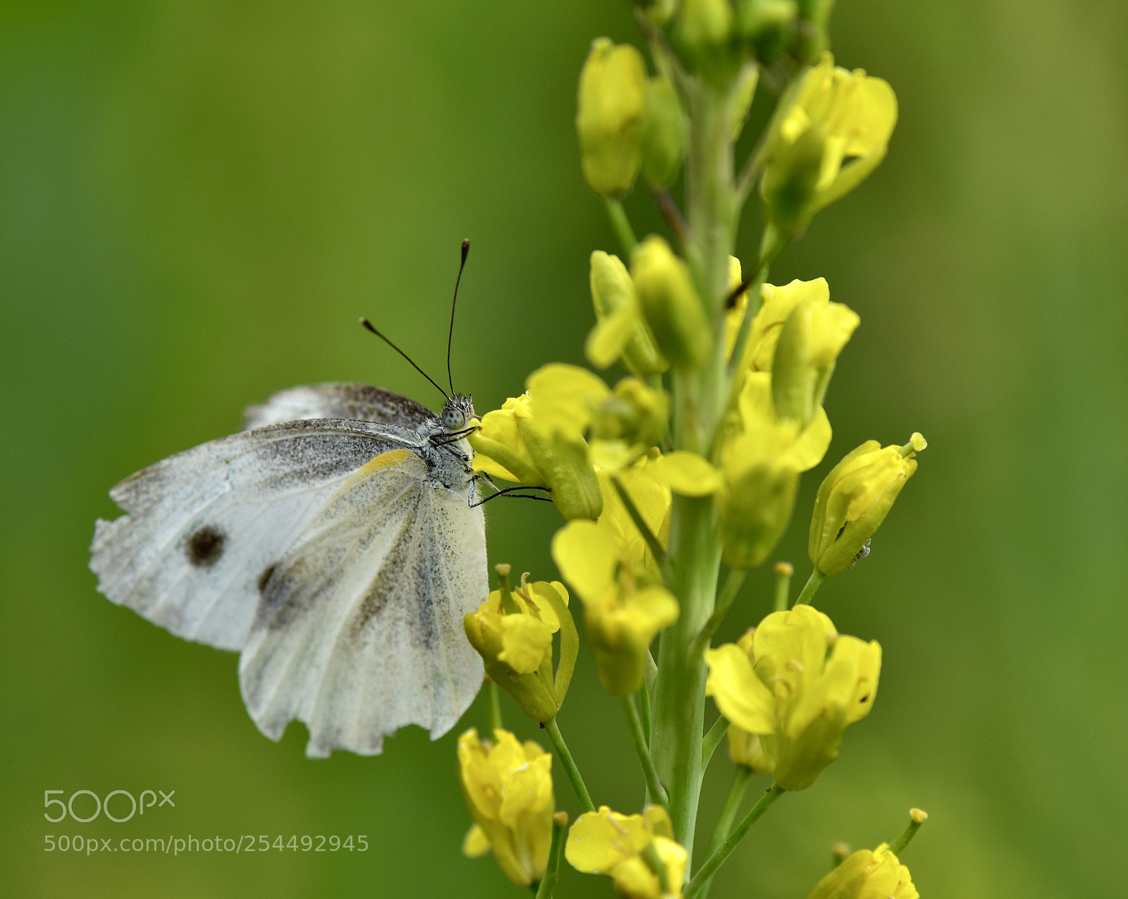 Nikon D7200 sample photo. White butterfly photography