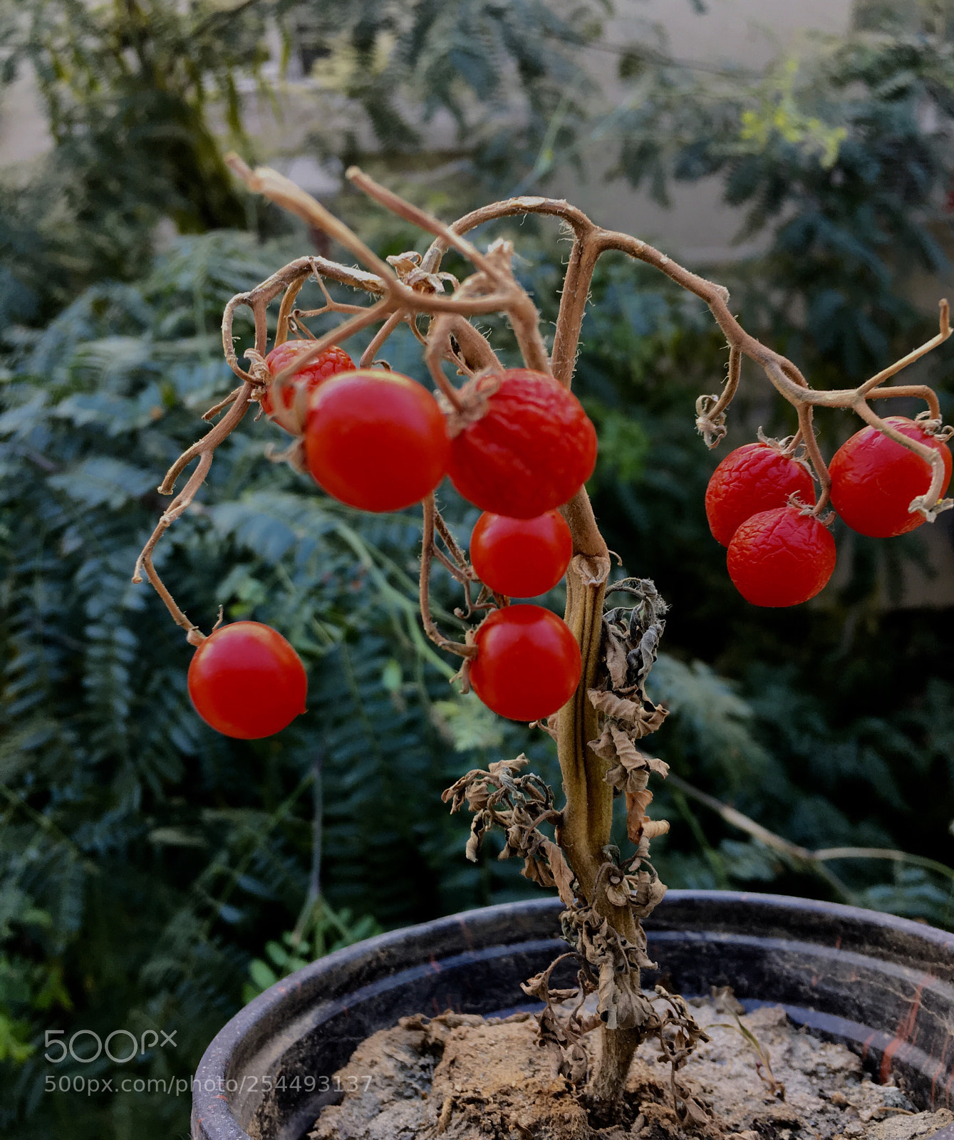 Apple iPhone 6s sample photo. Kuru dalda domates photography
