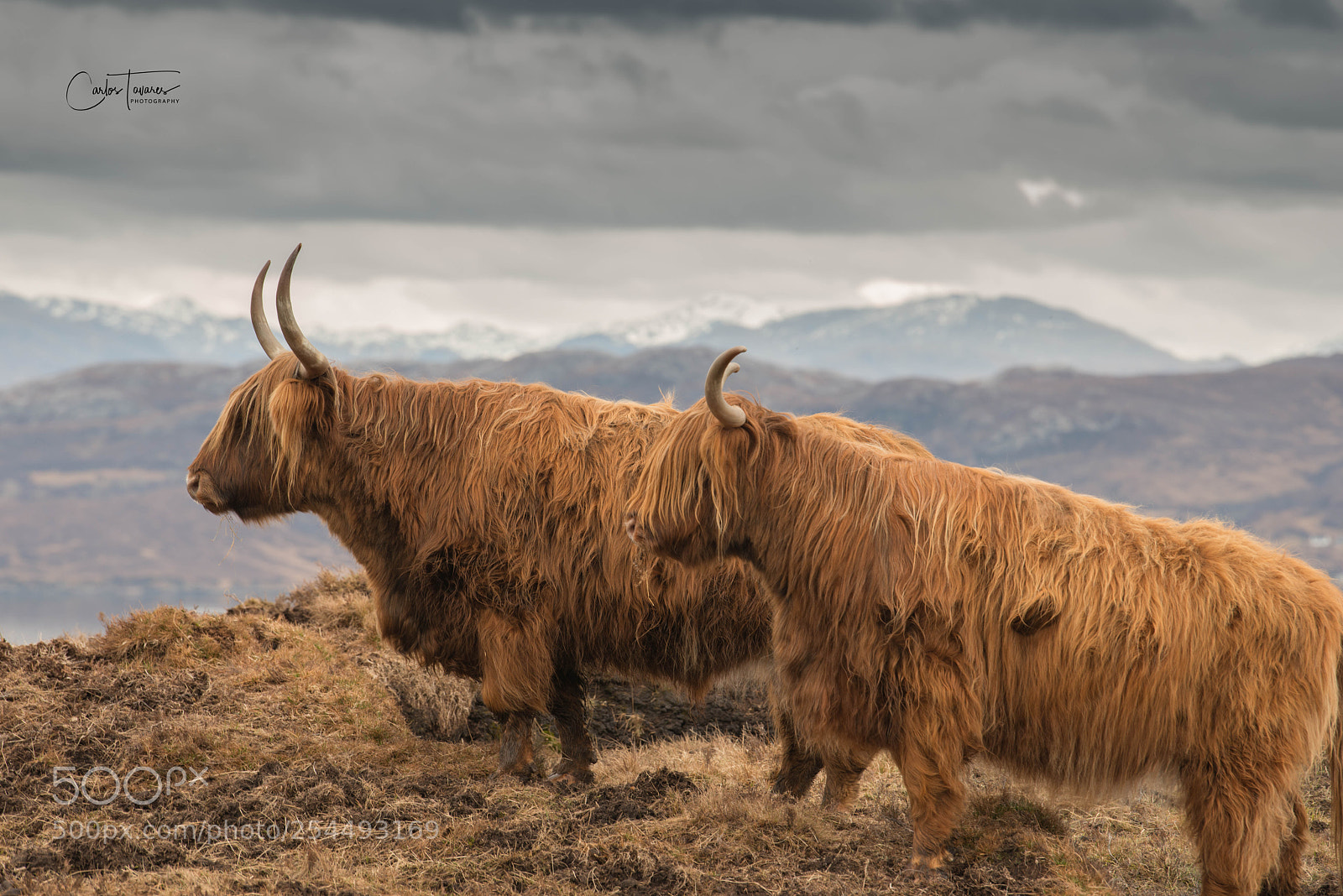 Nikon D800 sample photo. Scotland - isle of photography