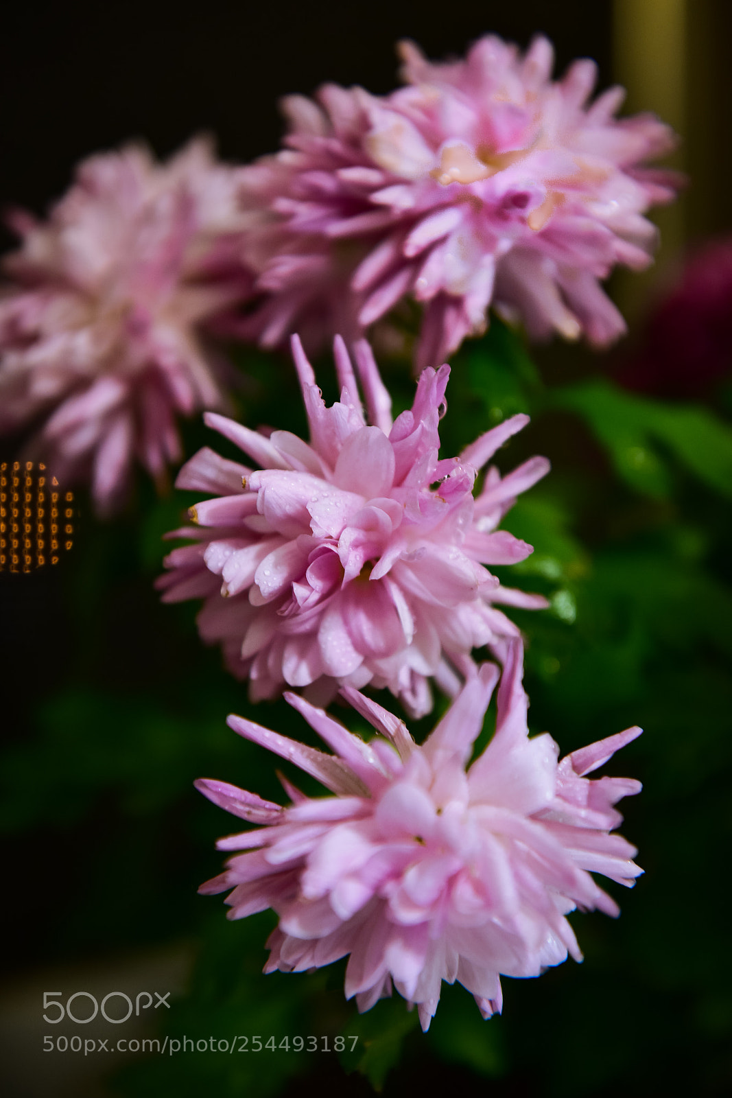 Nikon D810 sample photo. Chrysanthemum photography