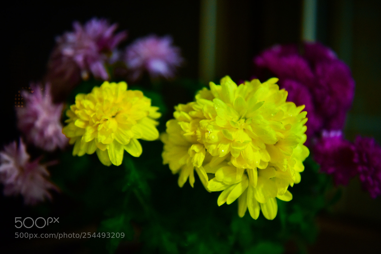 Nikon D810 sample photo. Chrysanthemum photography