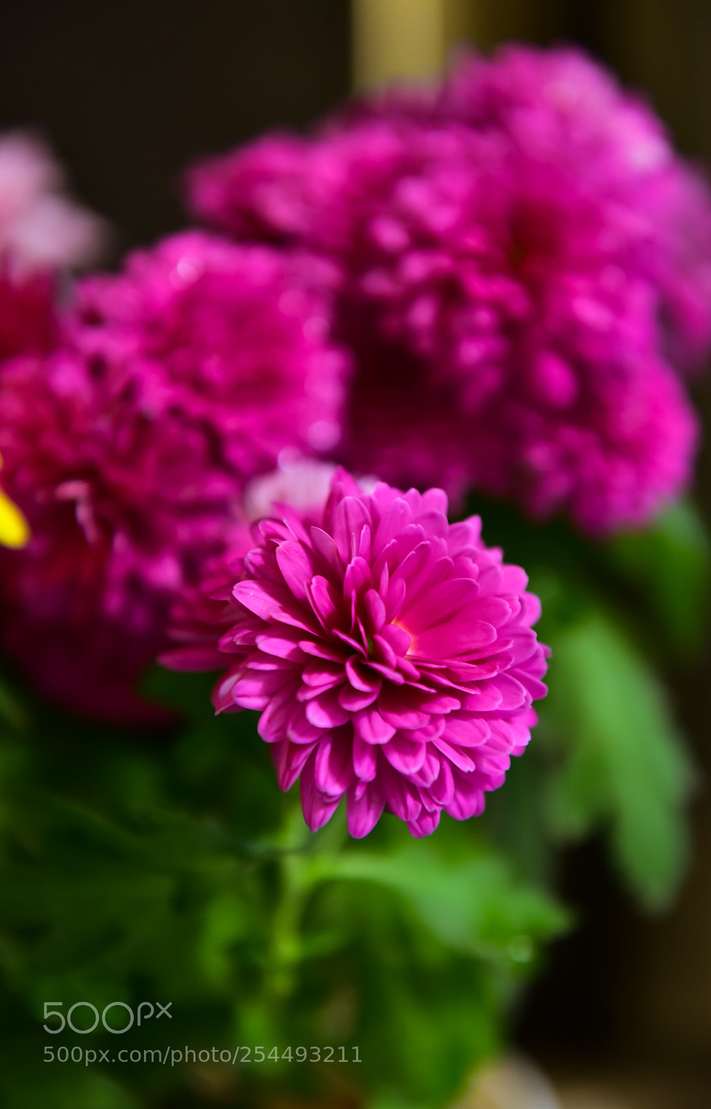 Nikon D810 sample photo. Chrysanthemum photography