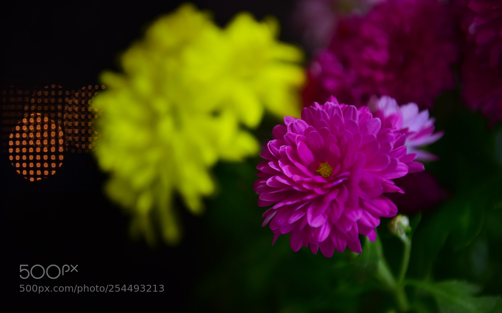 Nikon D810 sample photo. Chrysanthemum photography