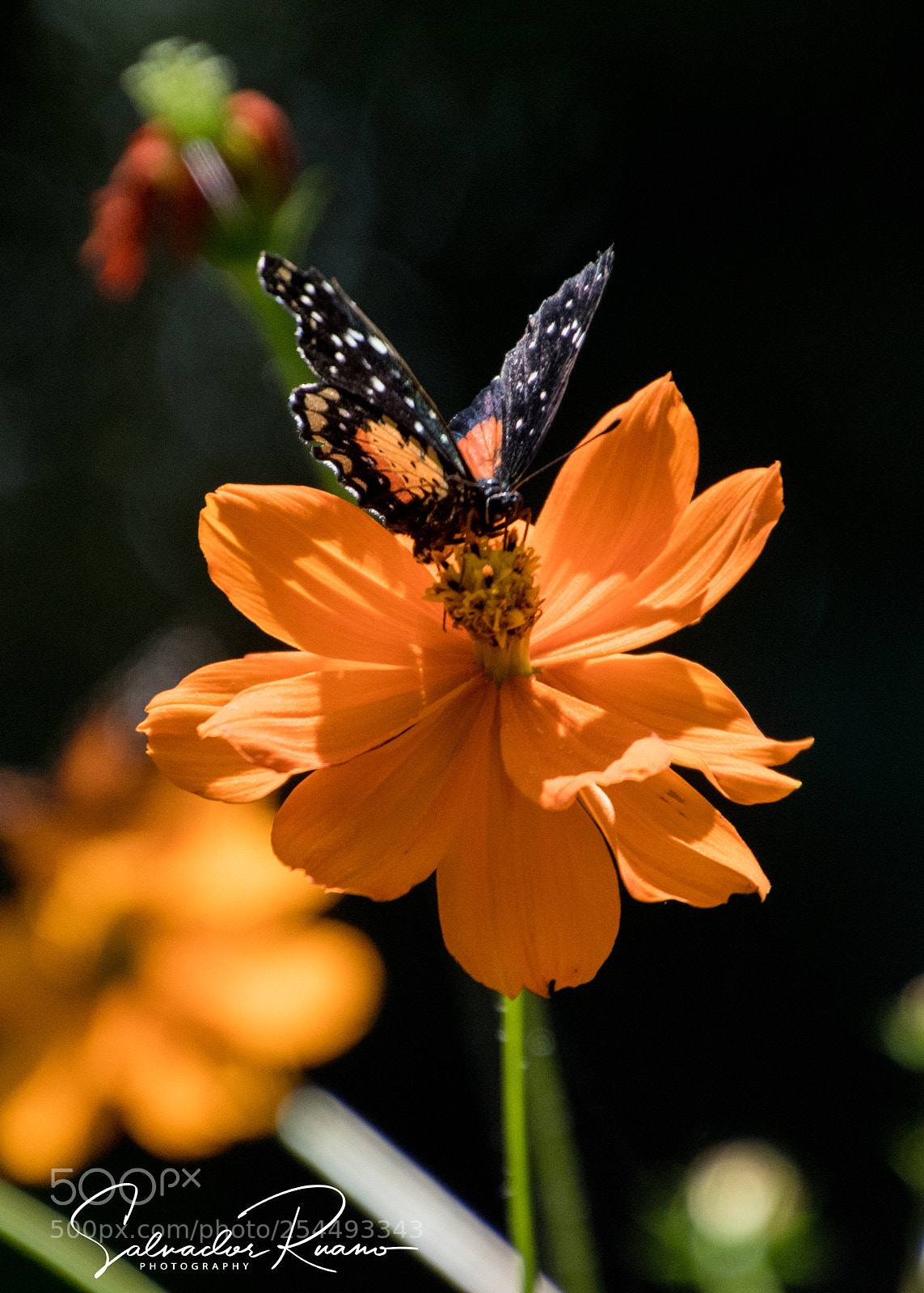 Nikon D7500 sample photo. Mariposa amarilla y negro photography