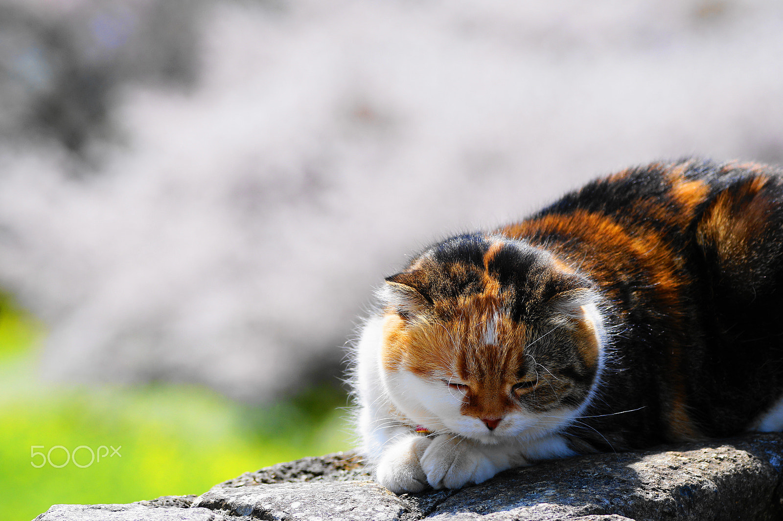 Sony FE 24-240mm F3.5-6.3 OSS sample photo. So sleepy... photography