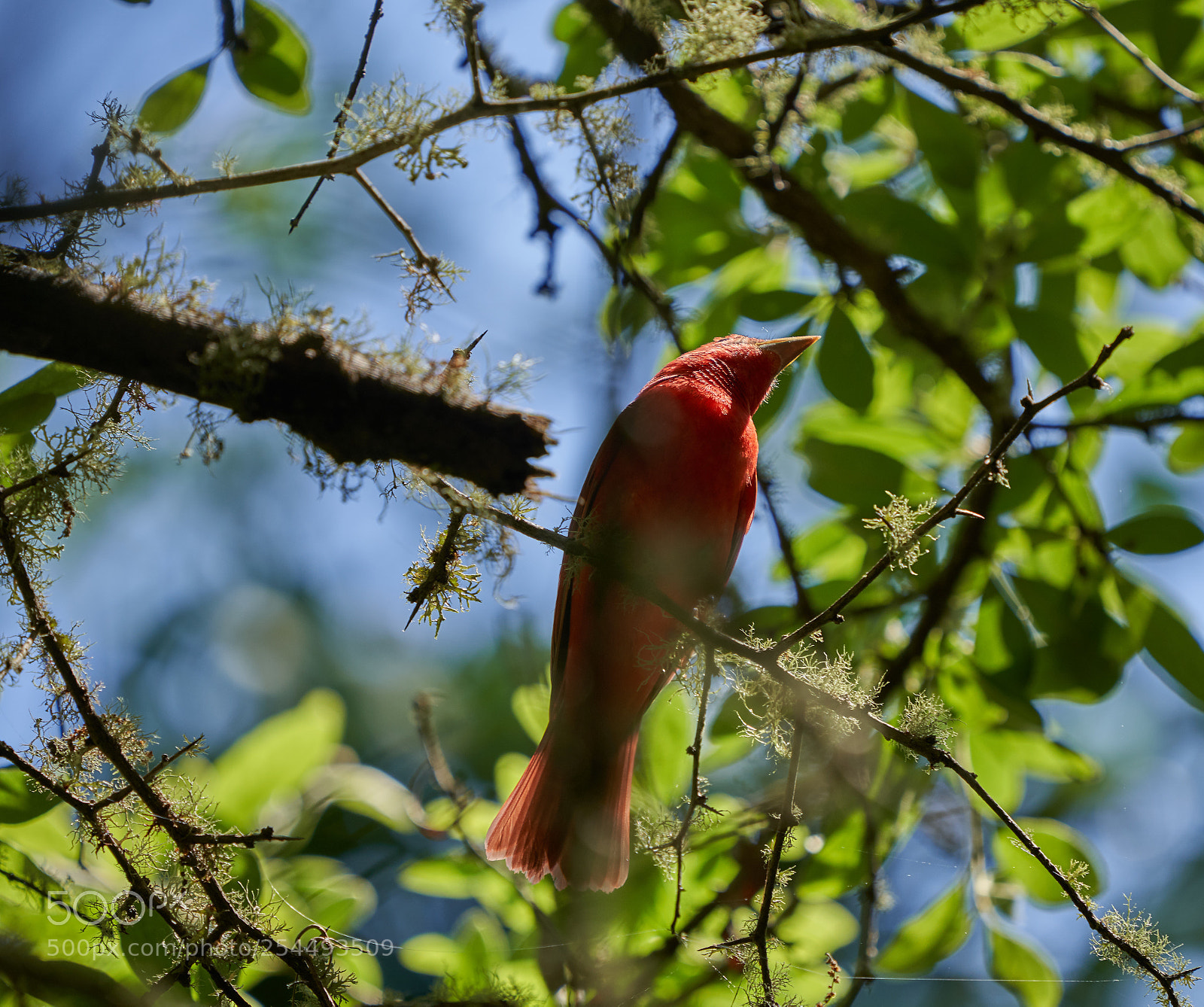 Sony a7R III sample photo. Summer tanager photography
