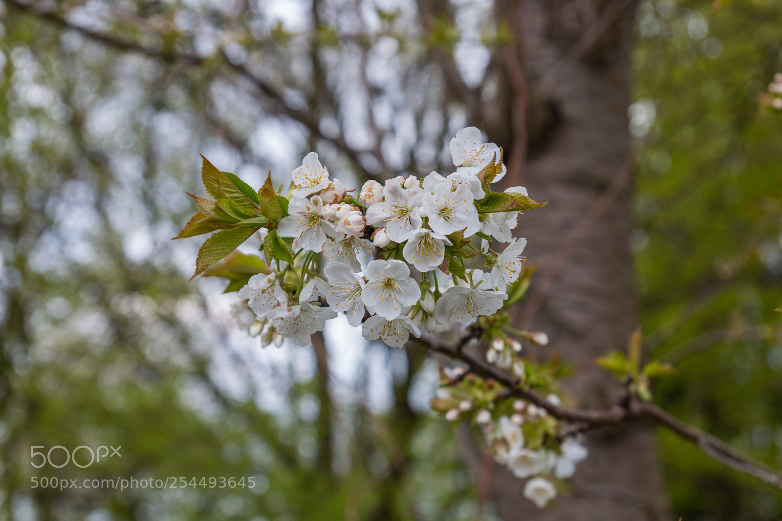 Canon EOS 70D sample photo. Im frühling photography