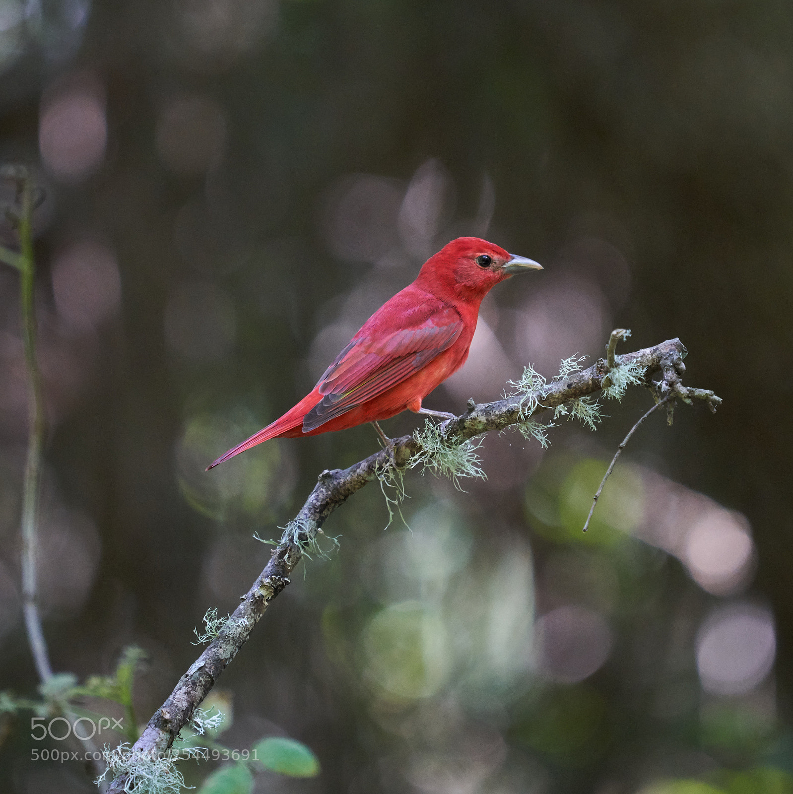 Sony a7R III sample photo. Summer tanager photography