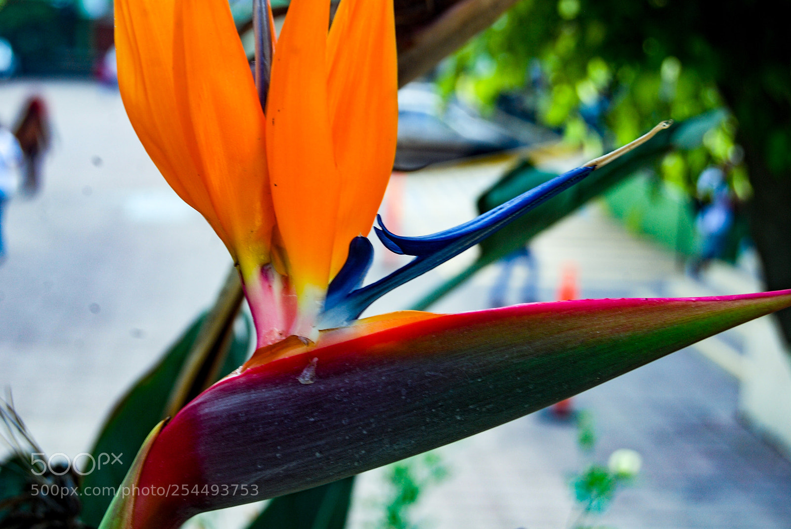 Nikon D40X sample photo. Colors photography