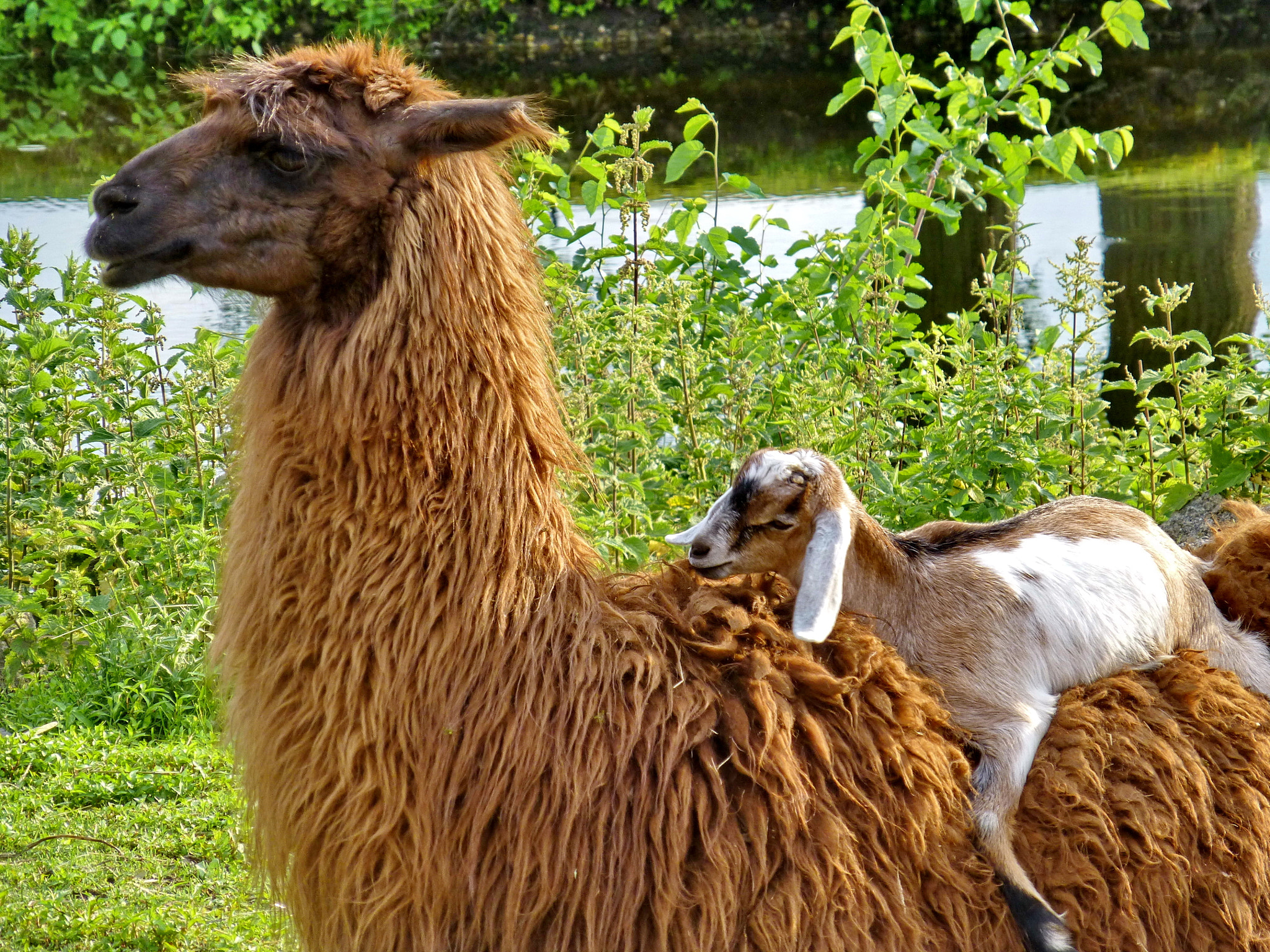 Panasonic DMC-ZS19 sample photo. Llama and goatling photography