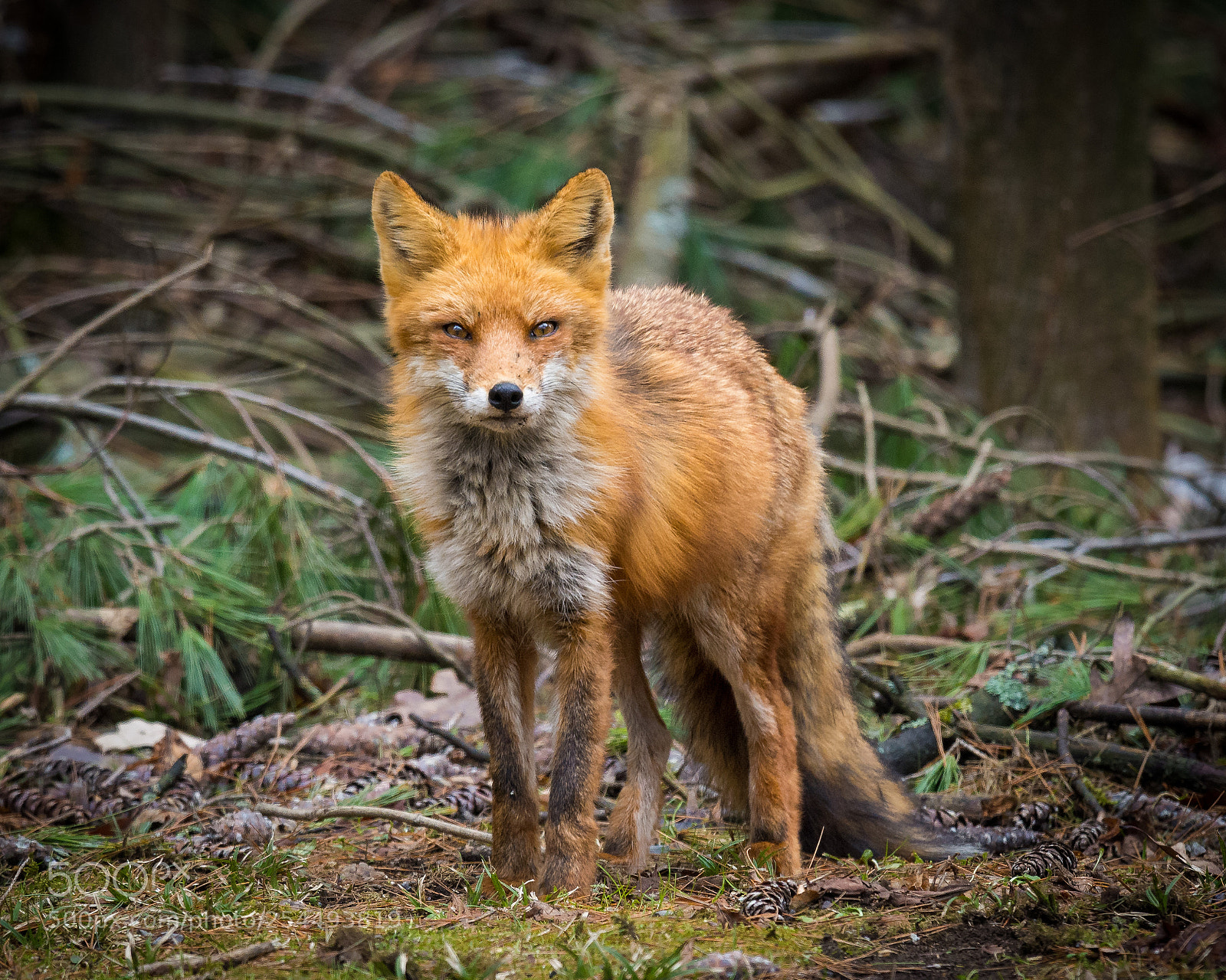 Nikon D7200 sample photo. Red fox photography