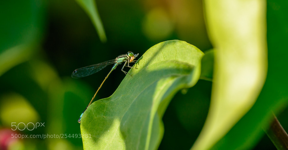 Nikon D5200 sample photo. حنفي photography