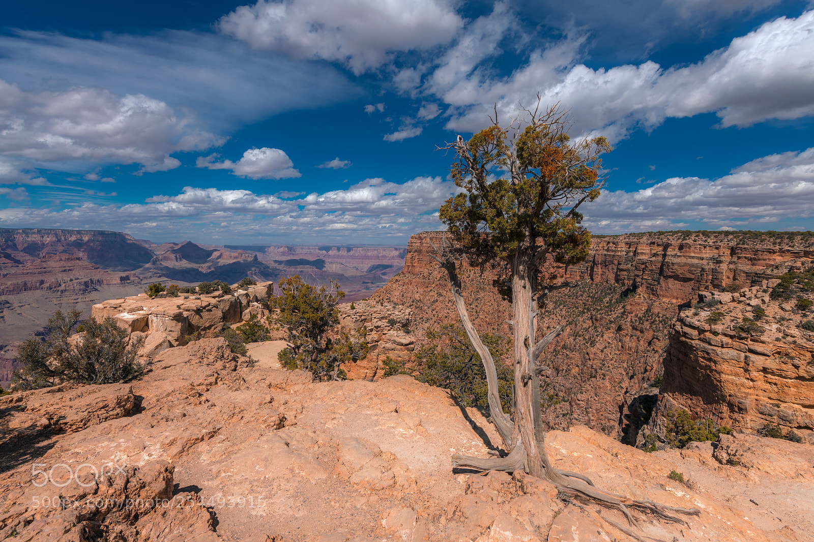 Nikon D850 sample photo. Lone tree on the photography