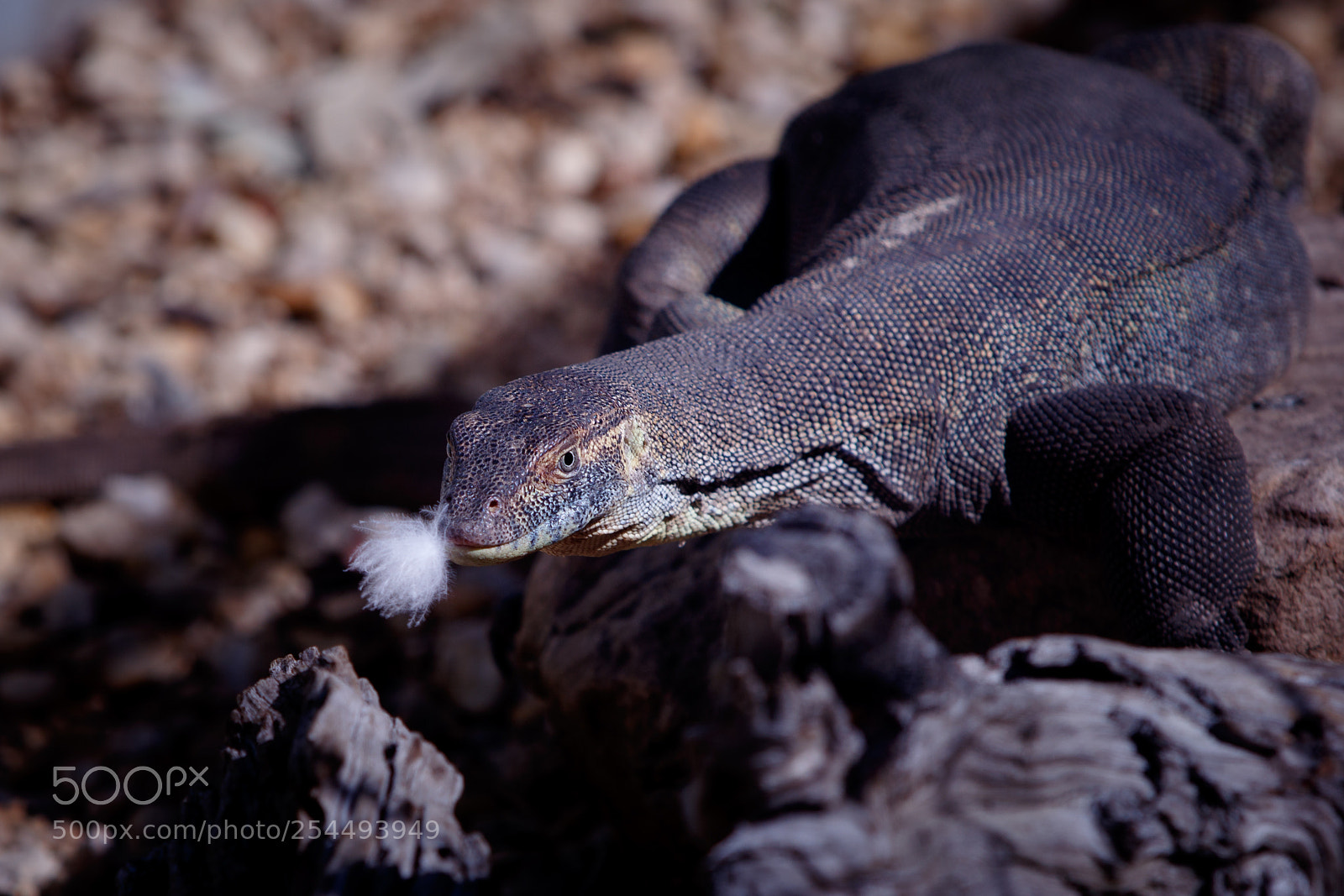 Canon EOS 7D Mark II sample photo. There's something in my photography