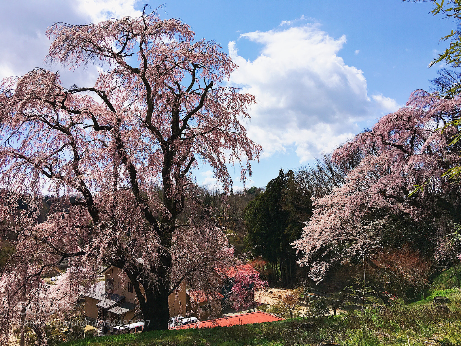Apple iPhone 6s Plus sample photo. Ｓａｋｕｒａ photography