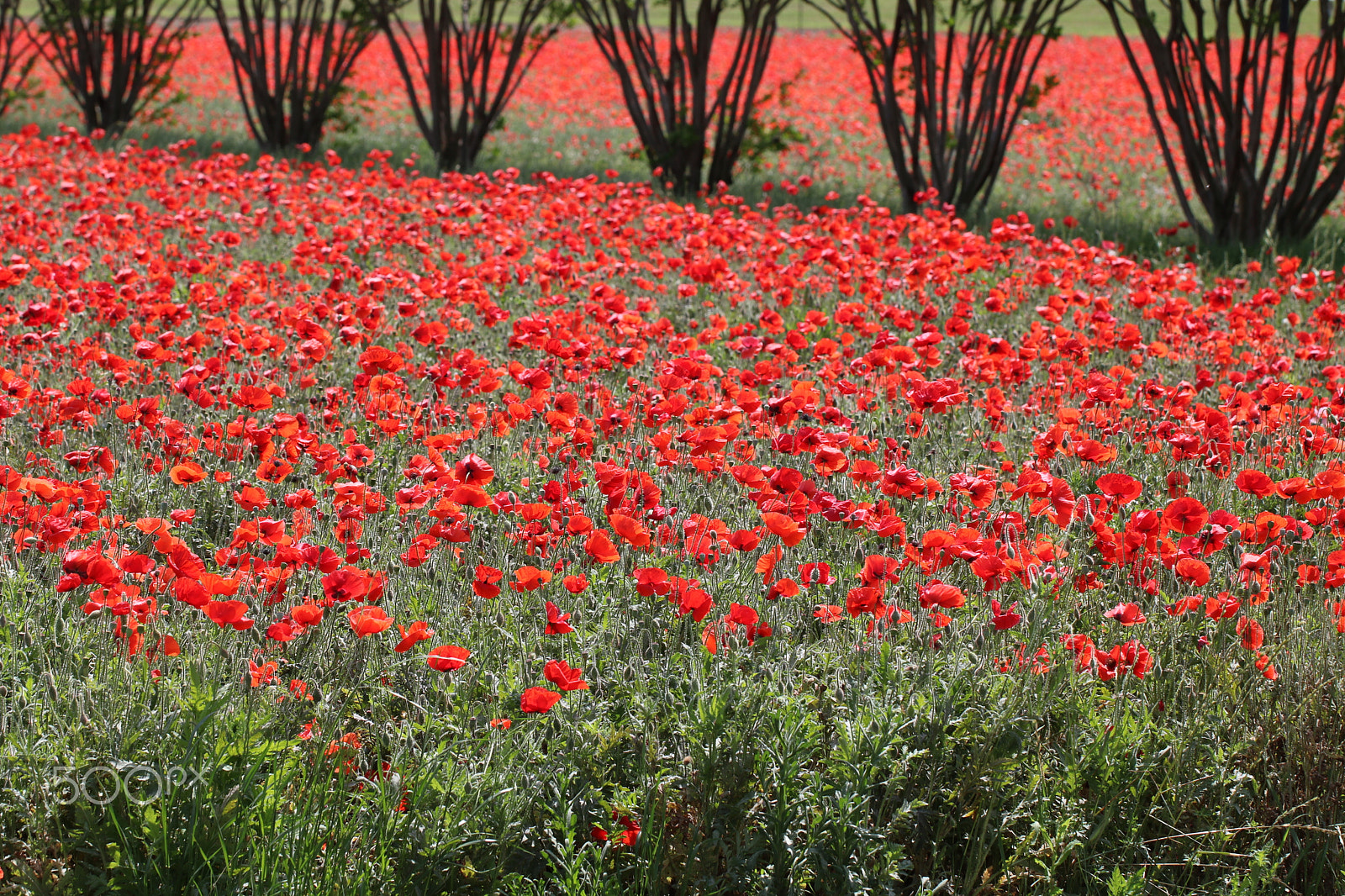 Canon EF 100mm F2.8L Macro IS USM sample photo. Poppy fields 3511 photography