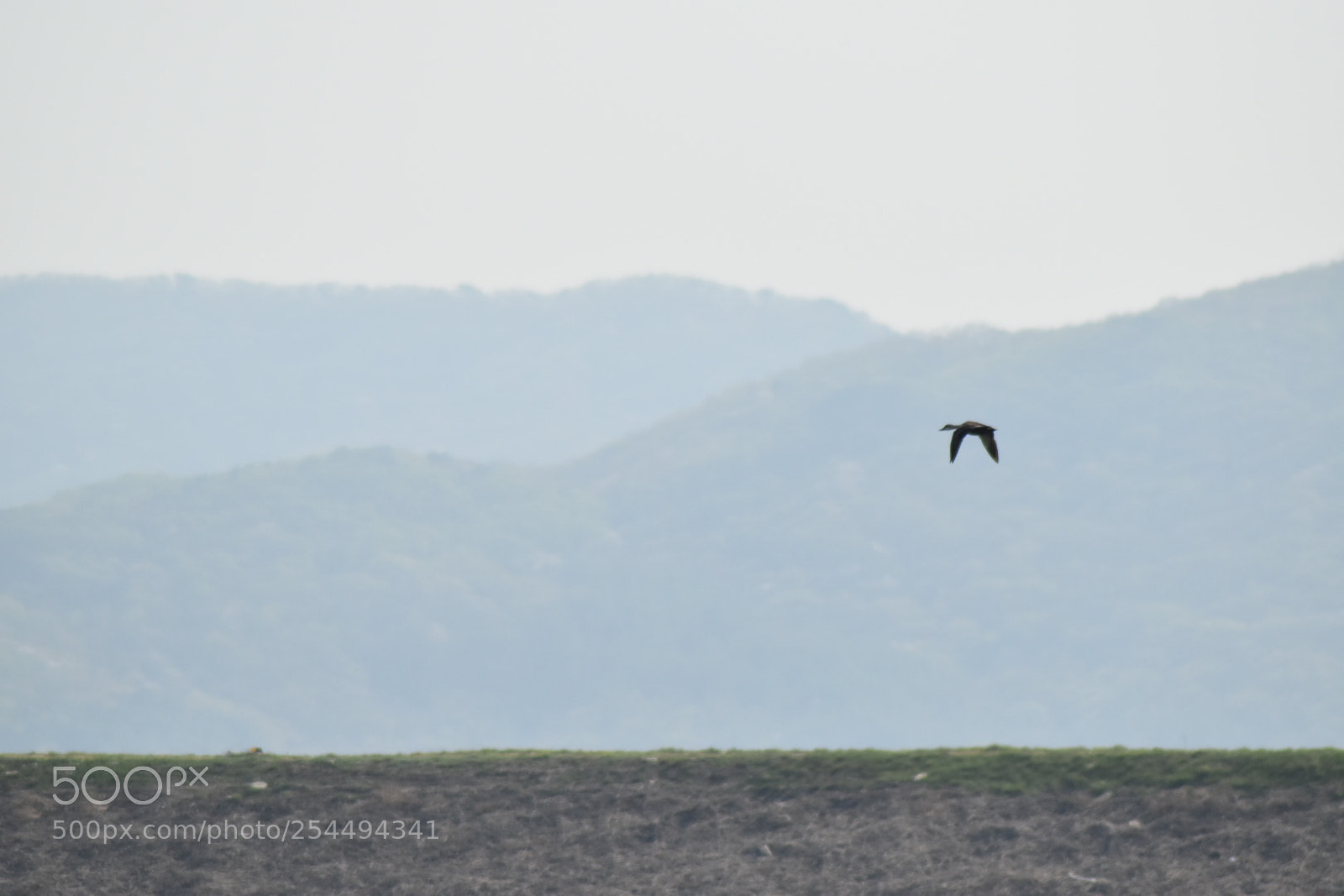 Nikon D5500 sample photo. Going home photography