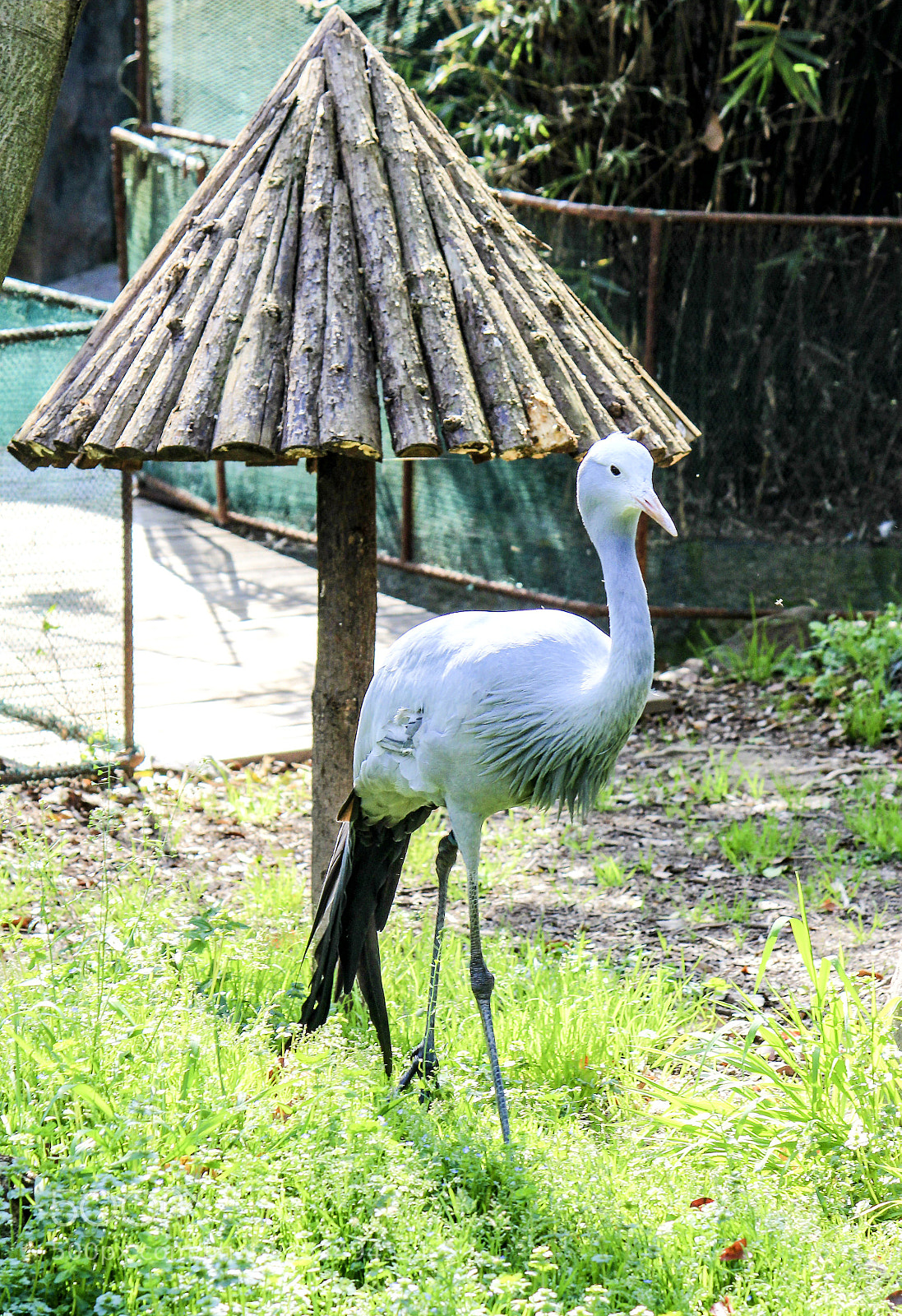 Canon EOS 600D (Rebel EOS T3i / EOS Kiss X5) sample photo. Blue crane photography