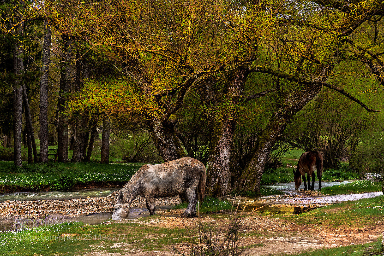 Nikon D810 sample photo. Horses at the river photography