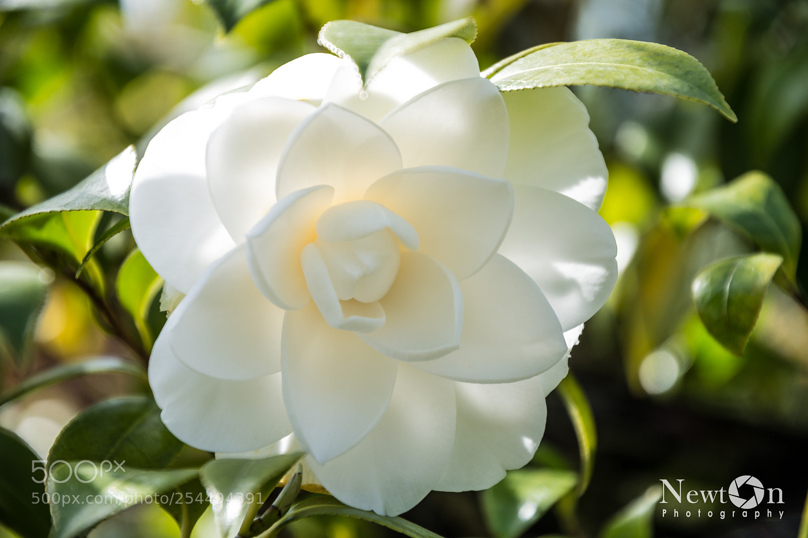 Nikon D7200 sample photo. White camellia photography