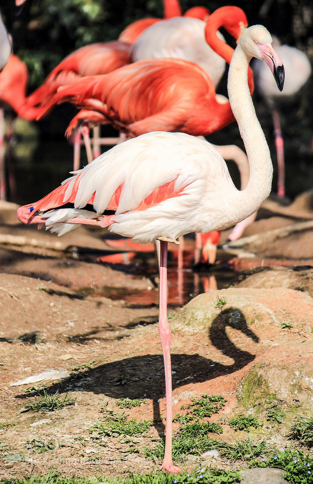 Canon EOS 600D (Rebel EOS T3i / EOS Kiss X5) sample photo. Flamingo photography