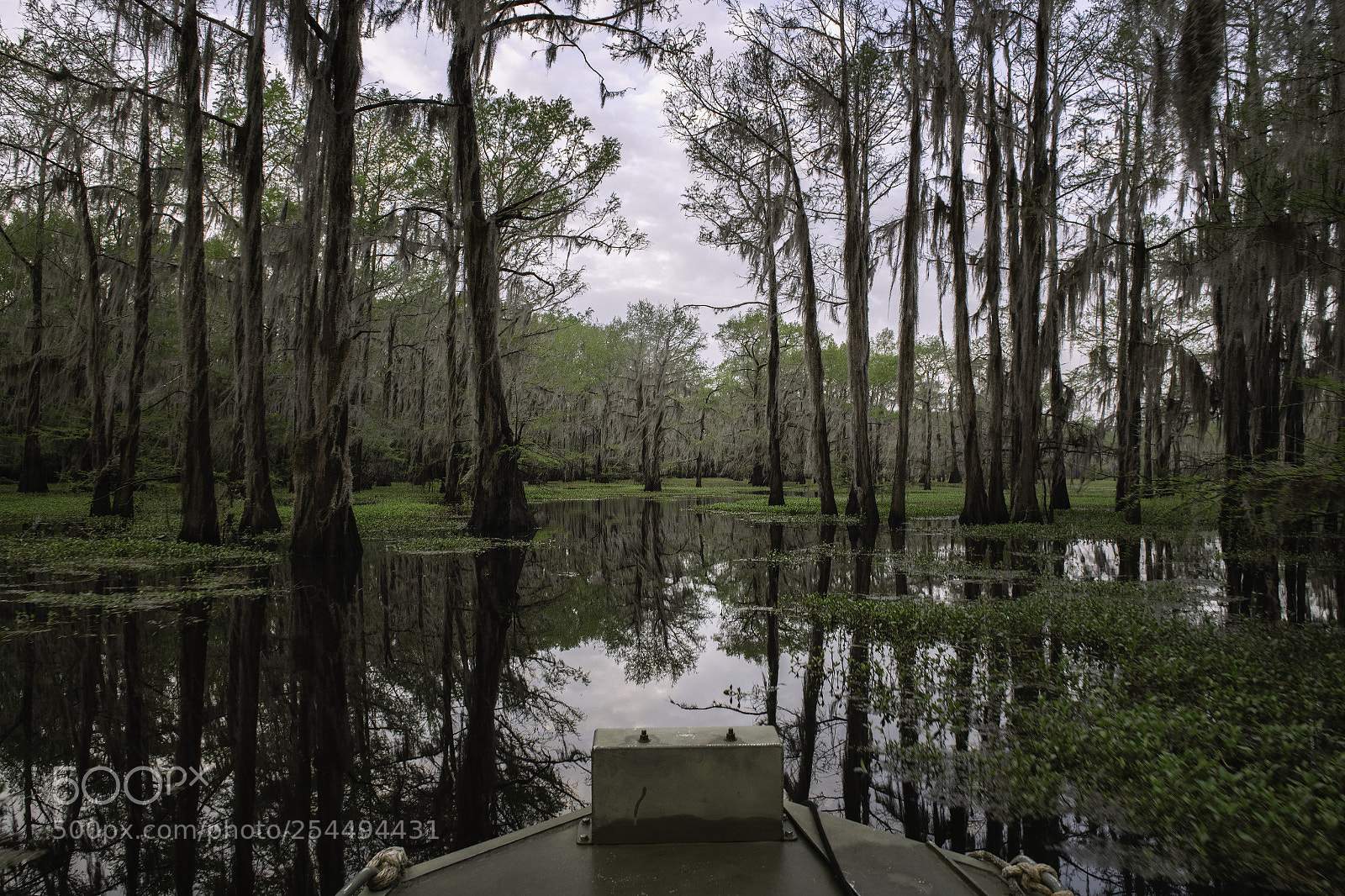 Nikon D850 sample photo. Bald cypress photography