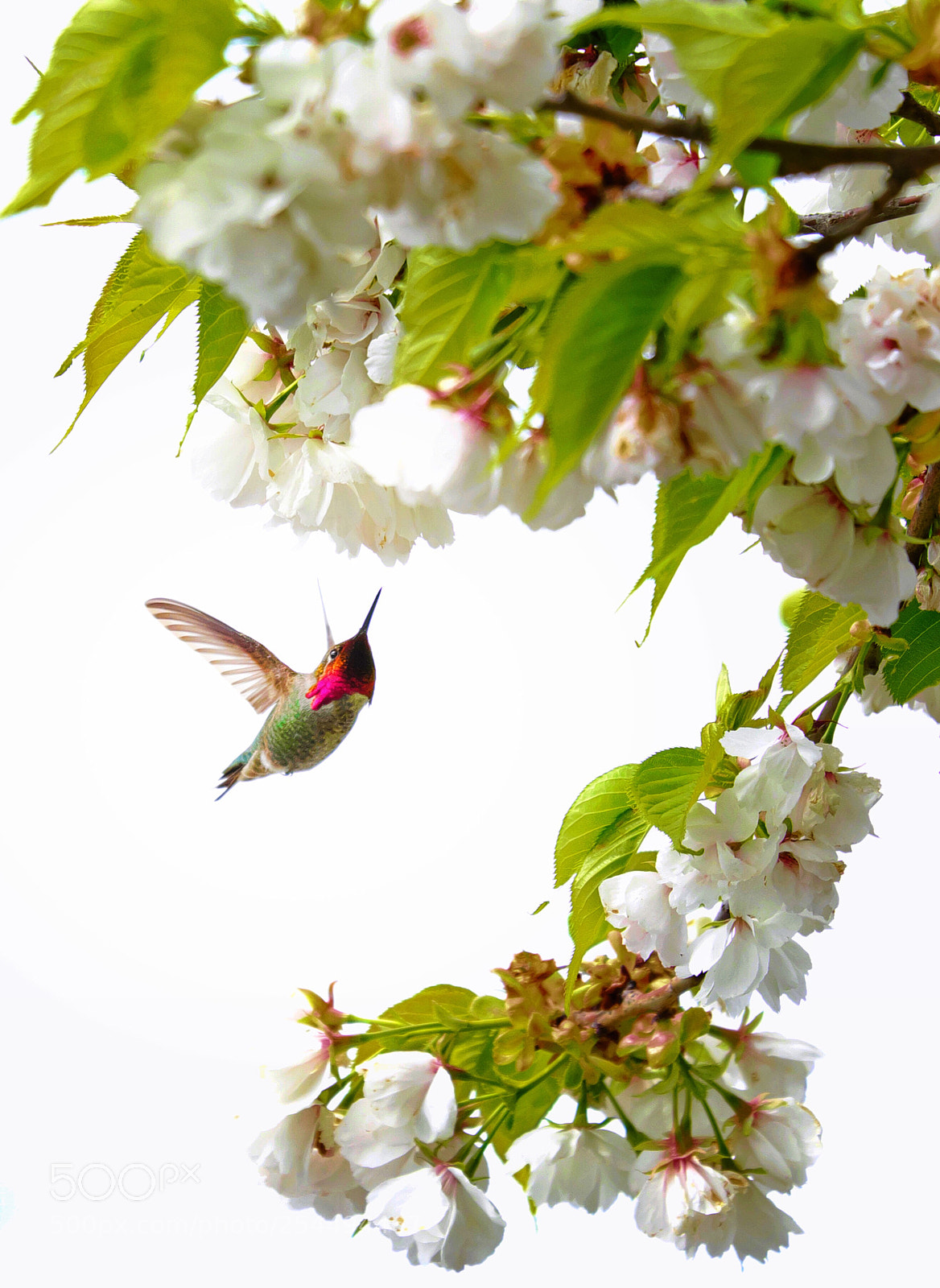 Fujifilm X-T2 sample photo. Hummingbird  photography