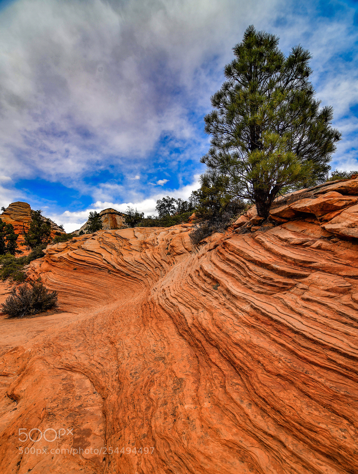 Nikon D850 sample photo. Zion national park photography