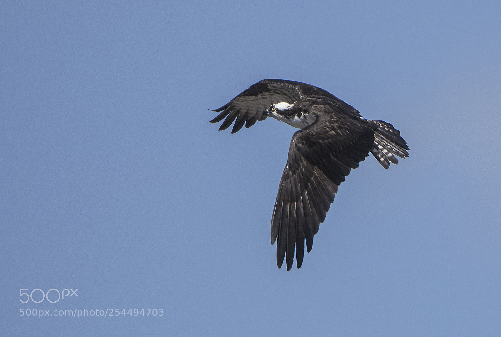 Canon EOS 80D sample photo. Osprey flying over pond photography