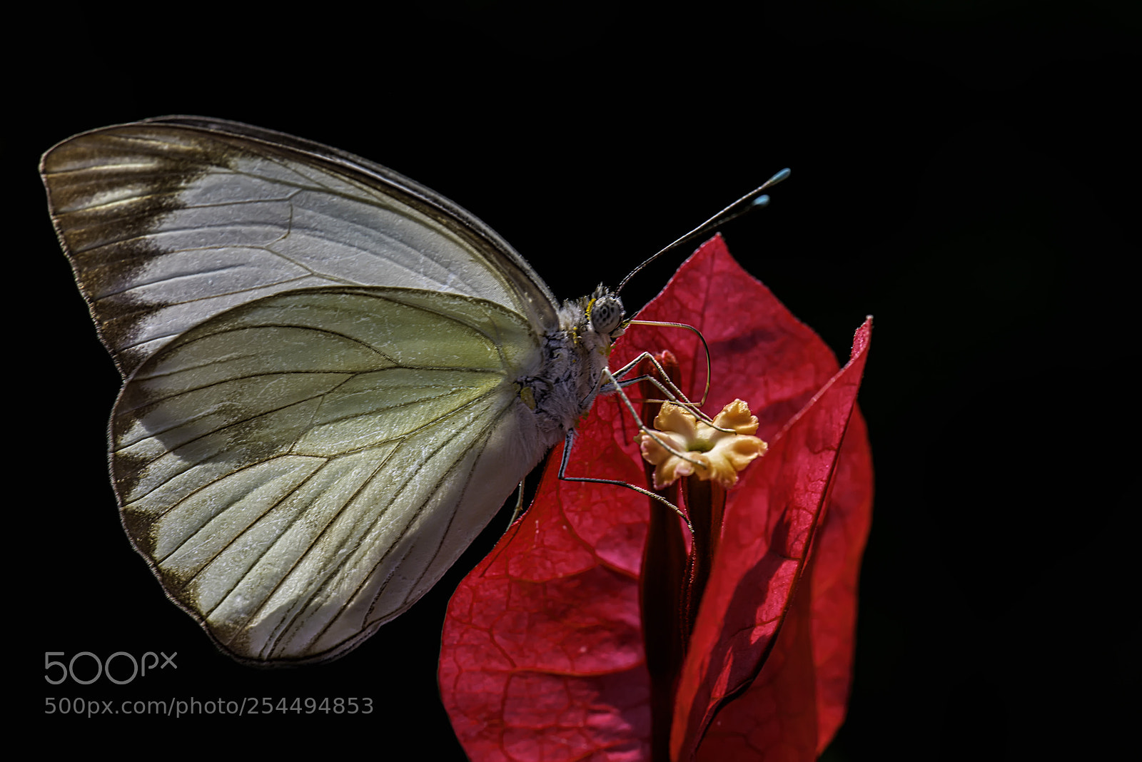 Nikon D750 sample photo. Butterfly in garden photography