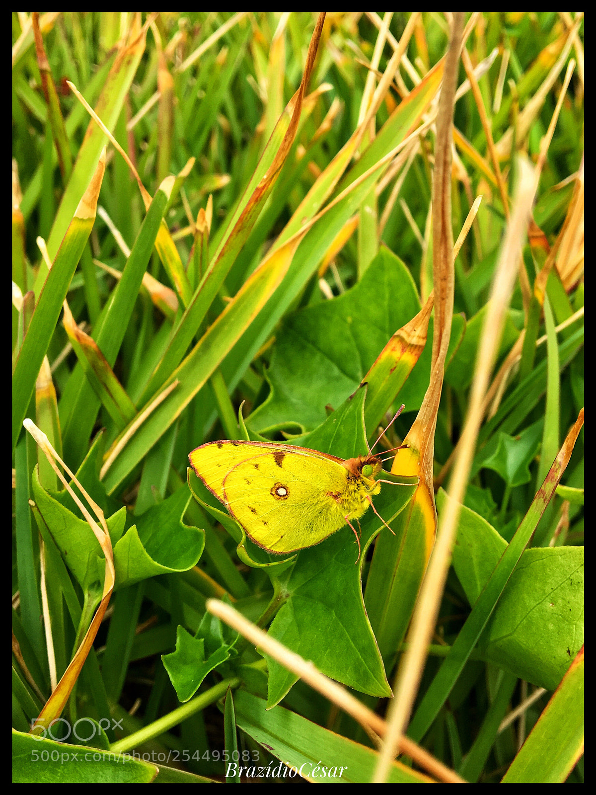 Apple iPhone 6s sample photo. Untitled photography