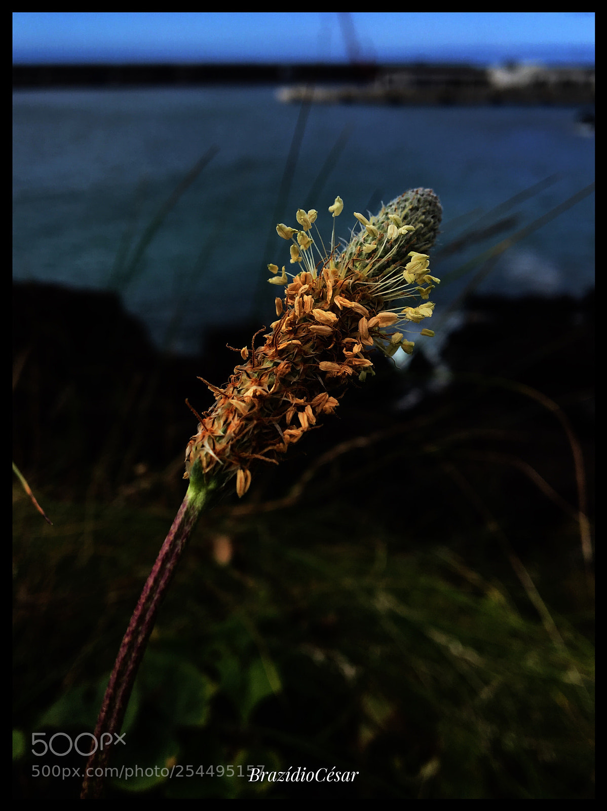 Apple iPhone 6s sample photo. Untitled photography