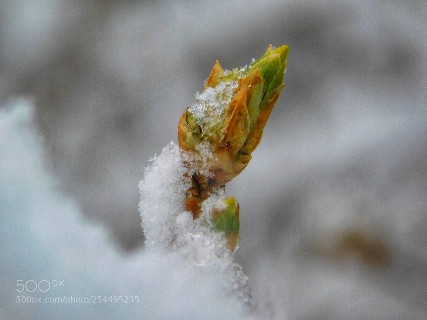 Nikon Coolpix B500 sample photo. Snow on the spring photography