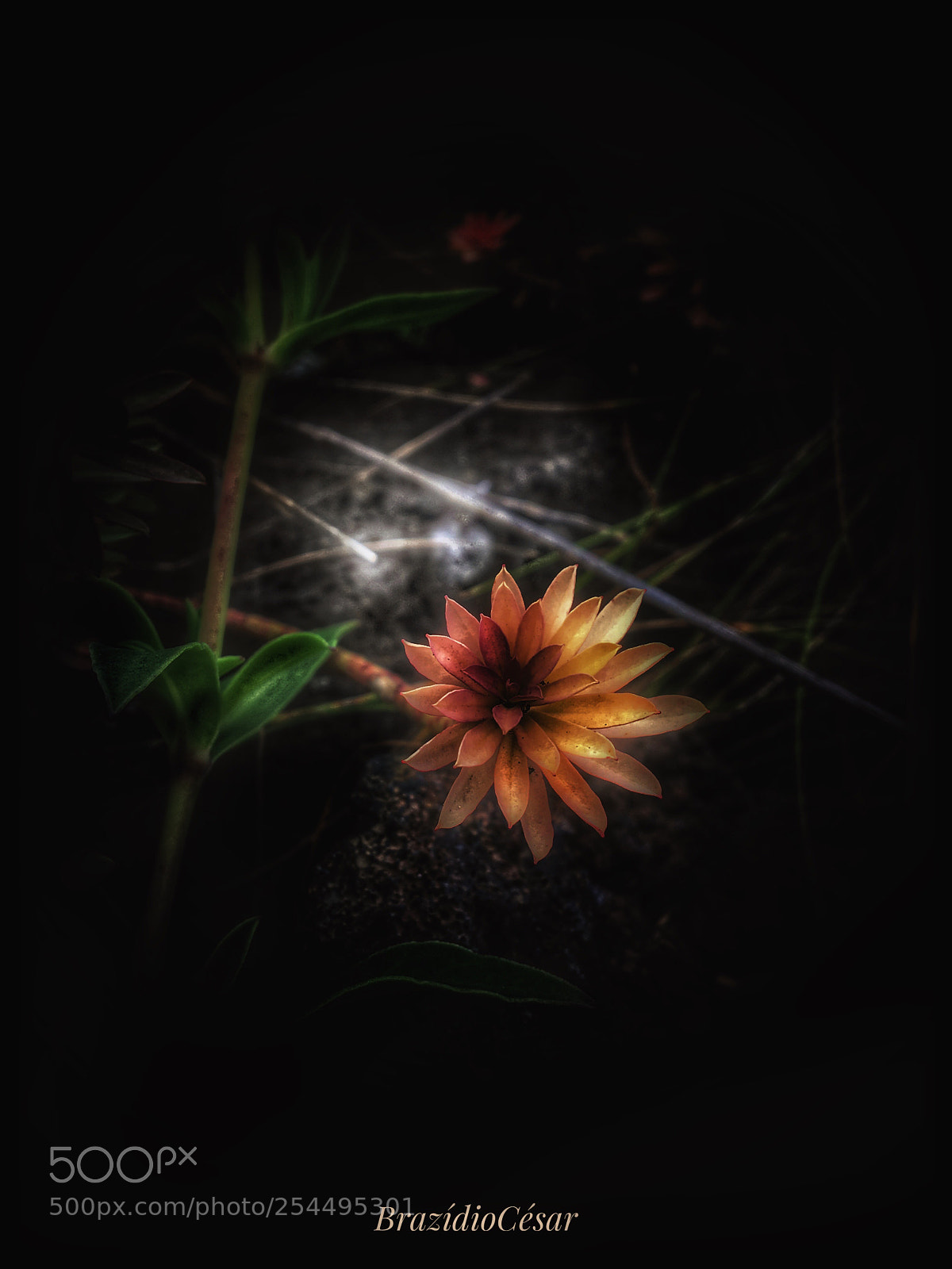 Apple iPhone 6s sample photo. Untitled photography