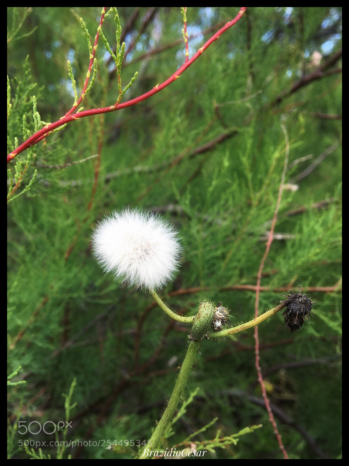 Apple iPhone 6s sample photo. Untitled photography