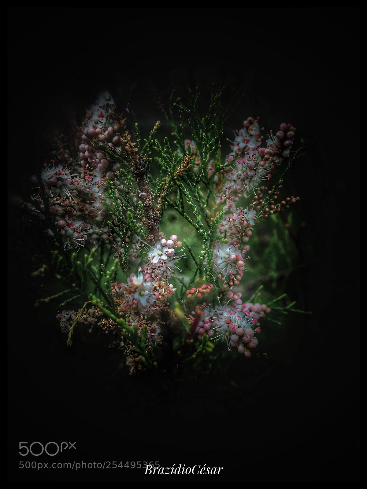 Apple iPhone 6s sample photo. Untitled photography