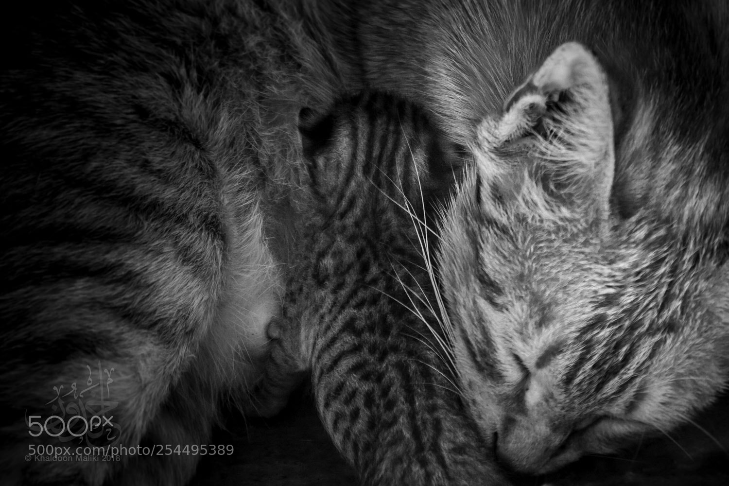 Canon EOS 600D (Rebel EOS T3i / EOS Kiss X5) sample photo. Mother cat and kitten photography