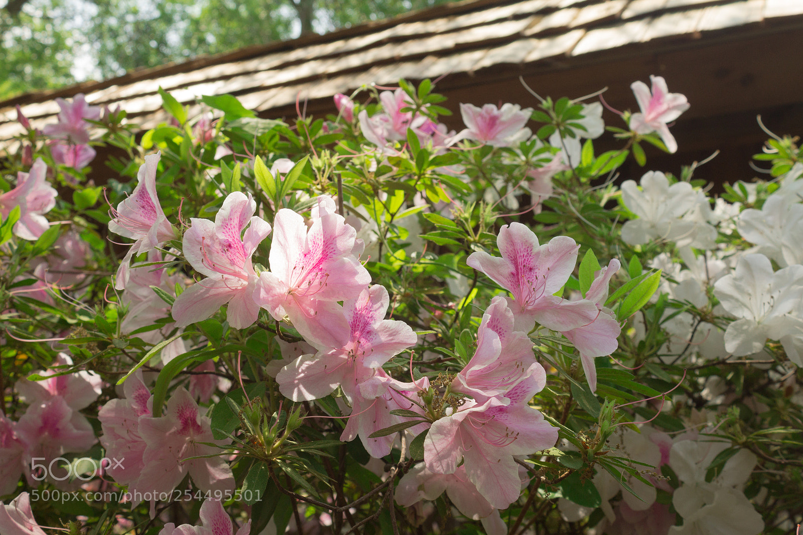 Canon EOS 1200D (EOS Rebel T5 / EOS Kiss X70 / EOS Hi) sample photo. Clift ft. worth japanesegarden photography