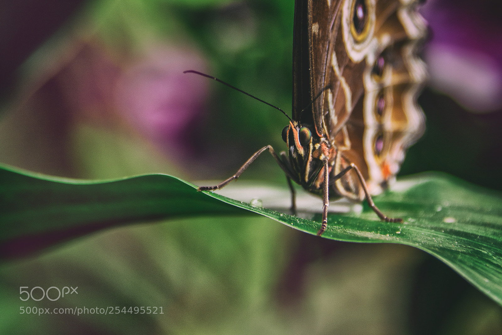 Nikon D810 sample photo. Blue morpho photography