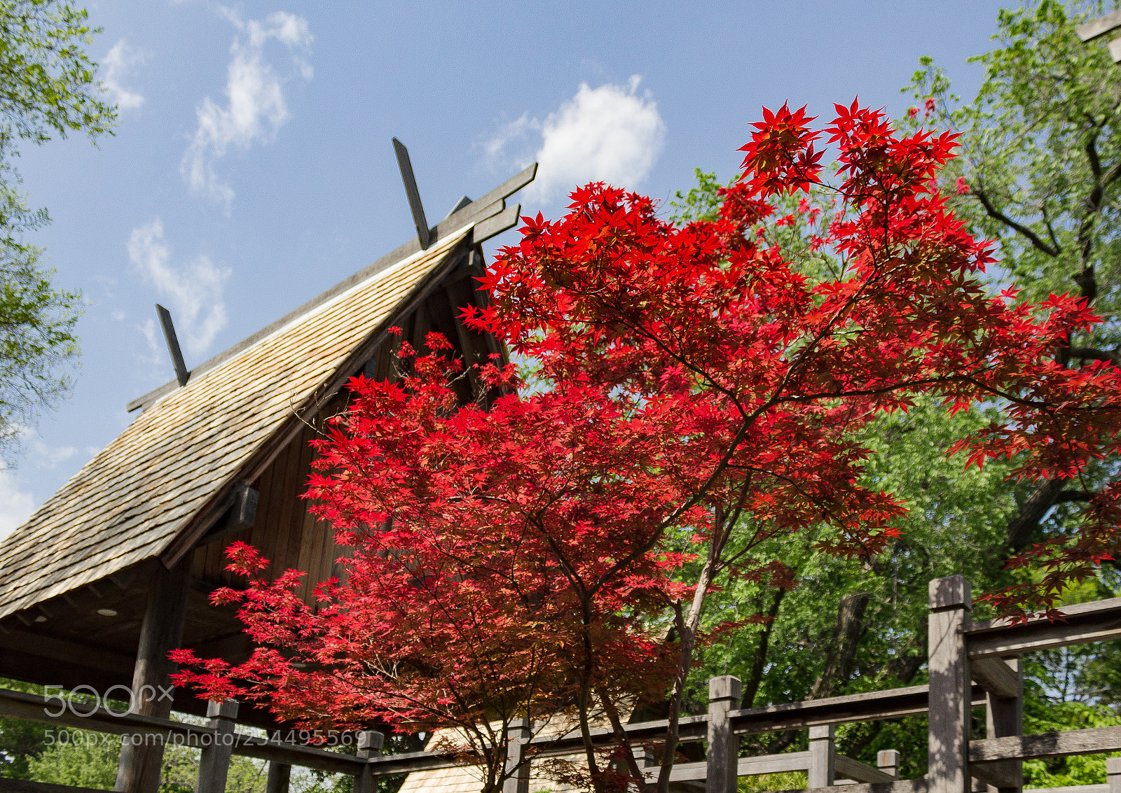Canon EOS 1200D (EOS Rebel T5 / EOS Kiss X70 / EOS Hi) sample photo. Clift ft. worth japanesegarden photography