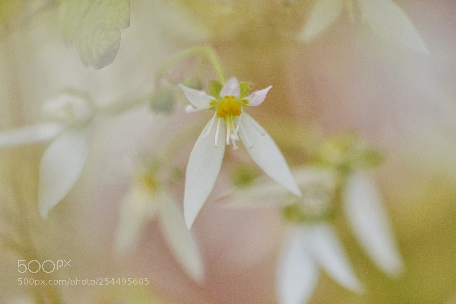 Nikon D7100 sample photo. Shadow of flower photography